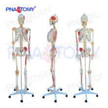 PNT-0103N modelo anatômico de esqueleto numerado em tamanho natural com músculos coloridos e ligamentos articulares